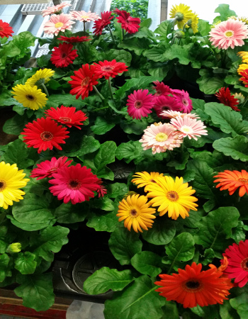 Fiori
