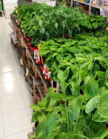 Peperoncino Caraibico