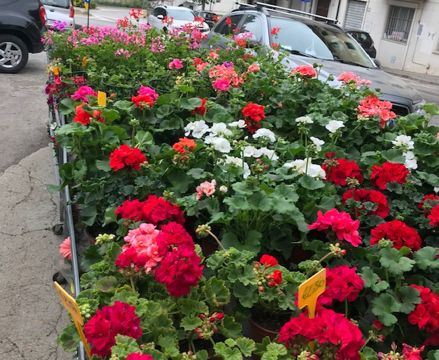 Fiori