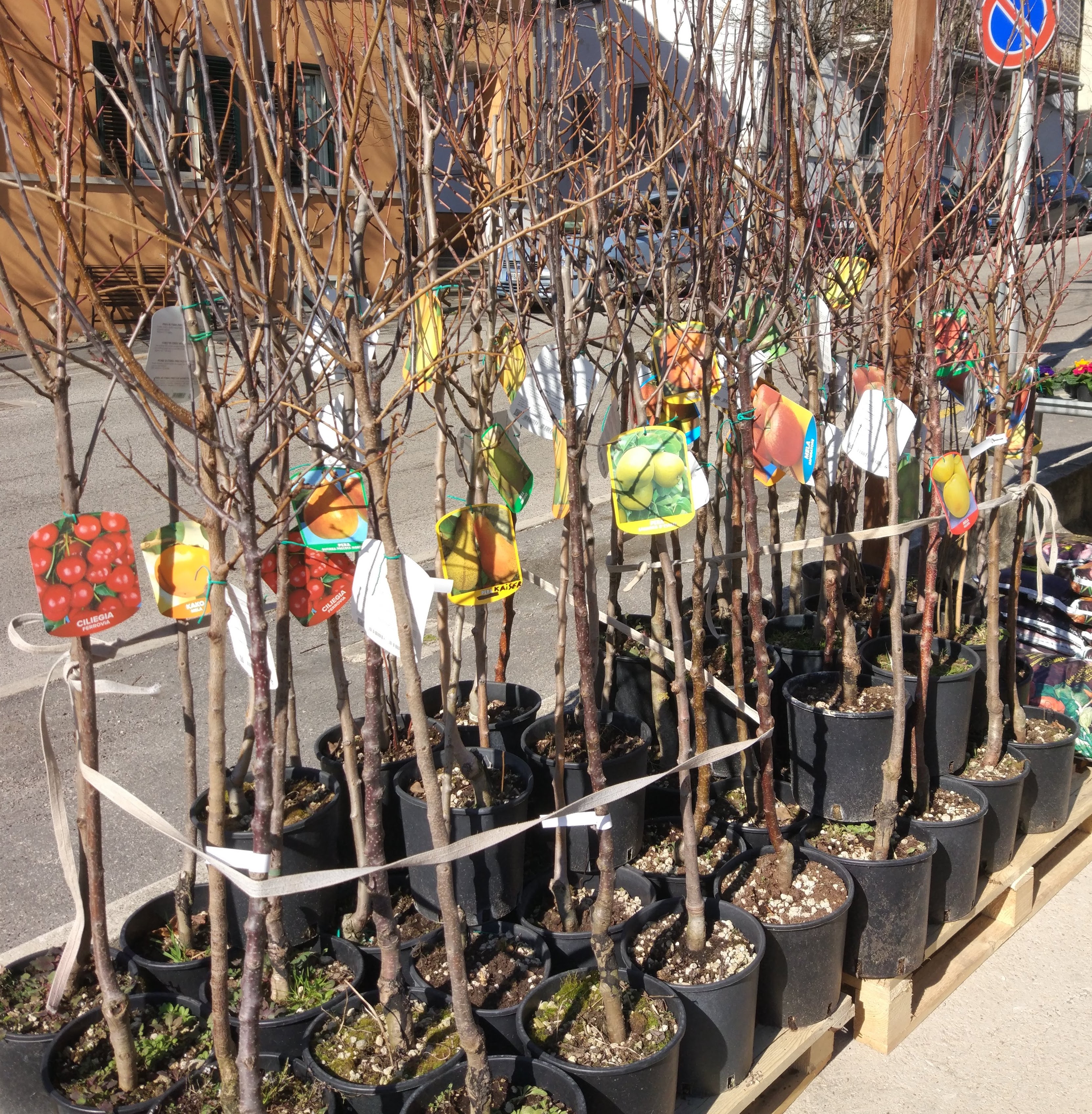 Piante da frutta