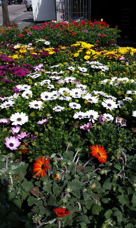Piante e Fiori